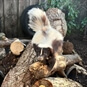 Junior Zoo Keeper Oxfordshire - Skunk in Enclosure